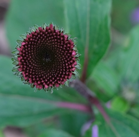 coneflower