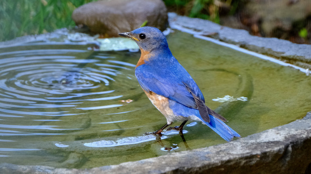 bird in a birdbath