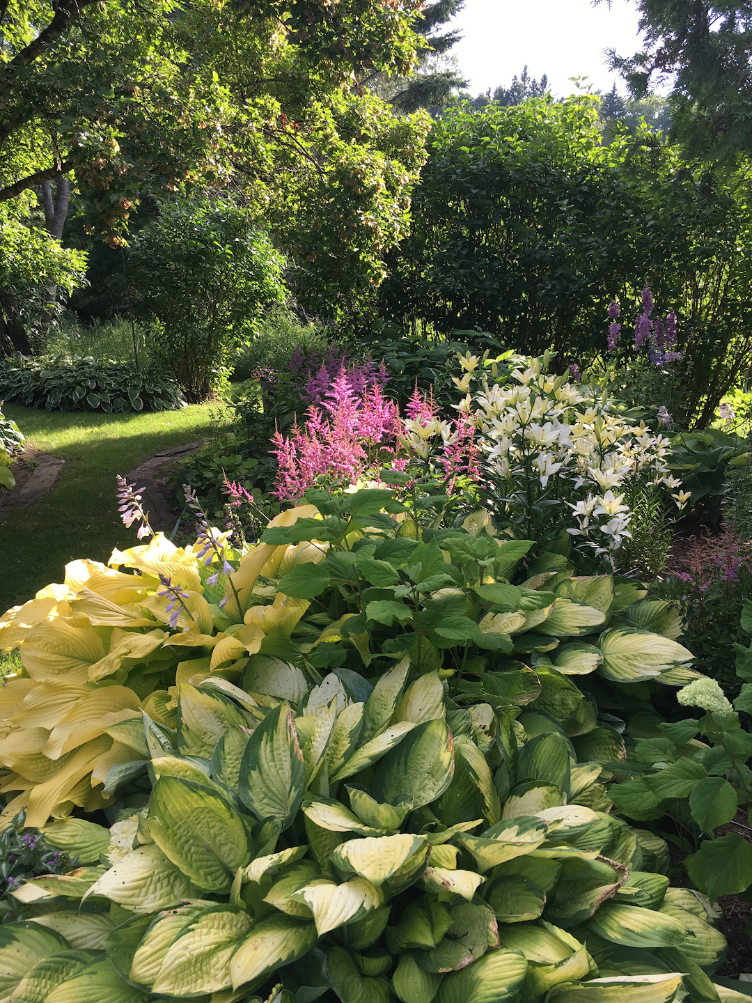 Hostas ‘Gold Standard’ and ‘Solar Flare’