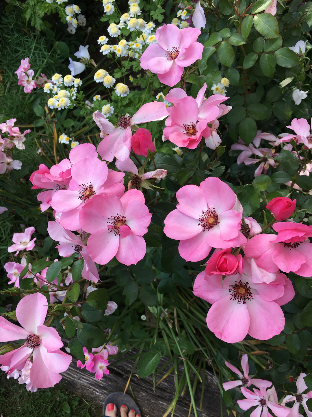 Rosa ‘Nearly Wild’