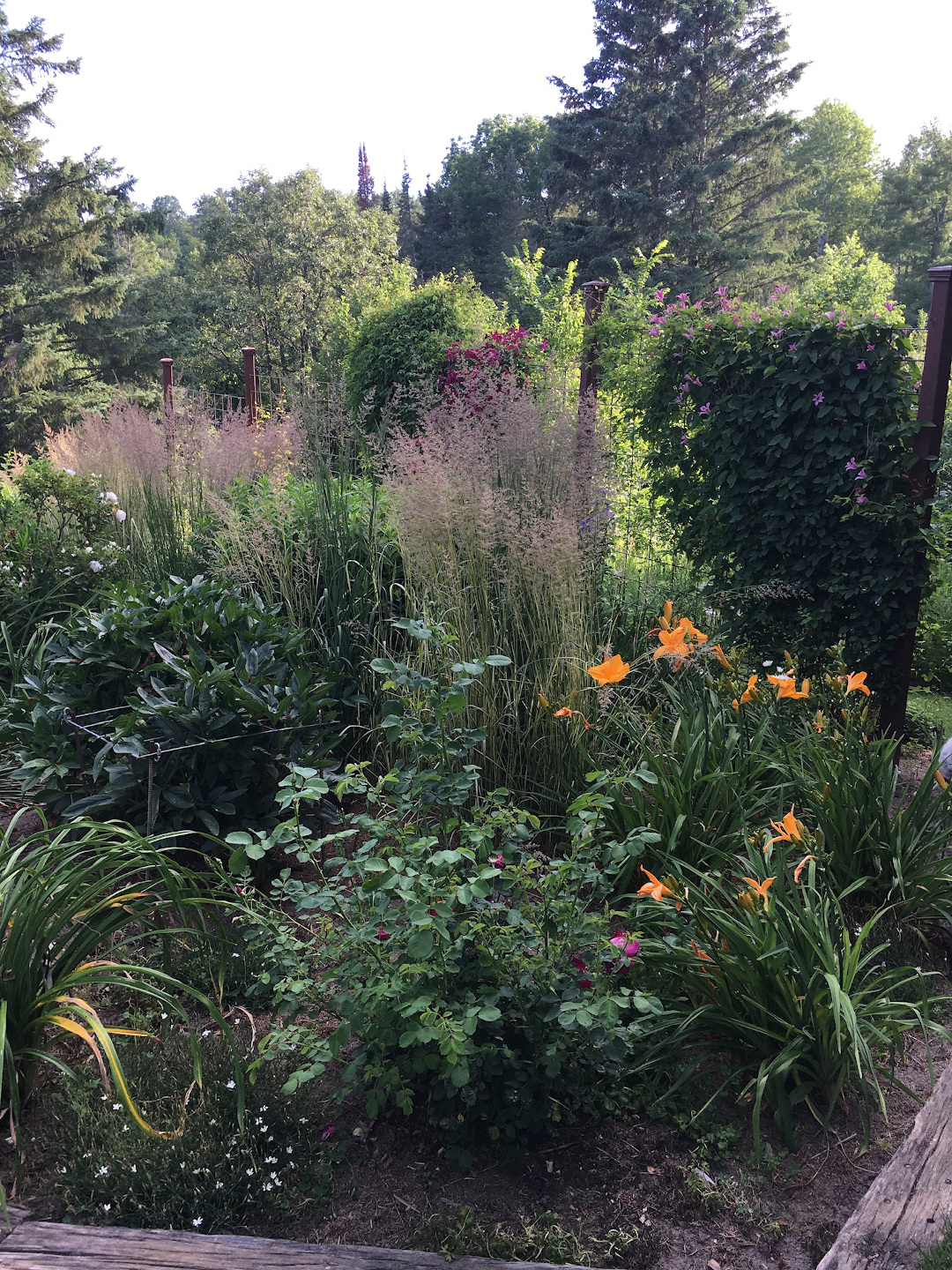 Calamagrostis and Clematis collection