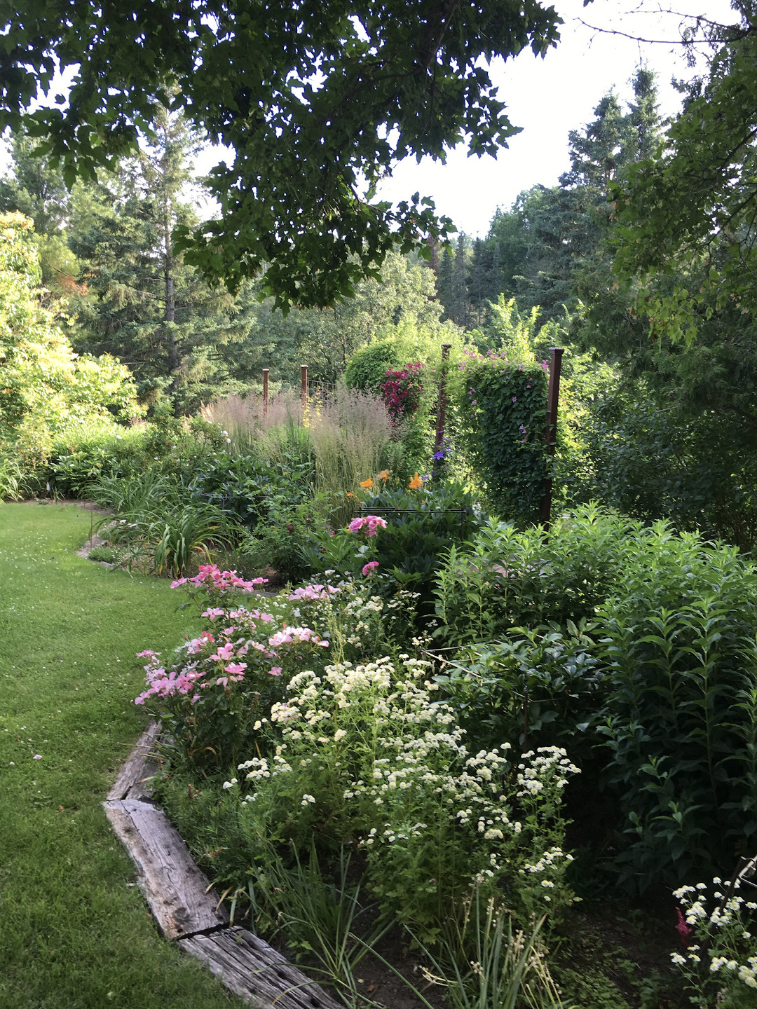 Feverfew, white Phlox and Rosa ‘Nearly Wild’.