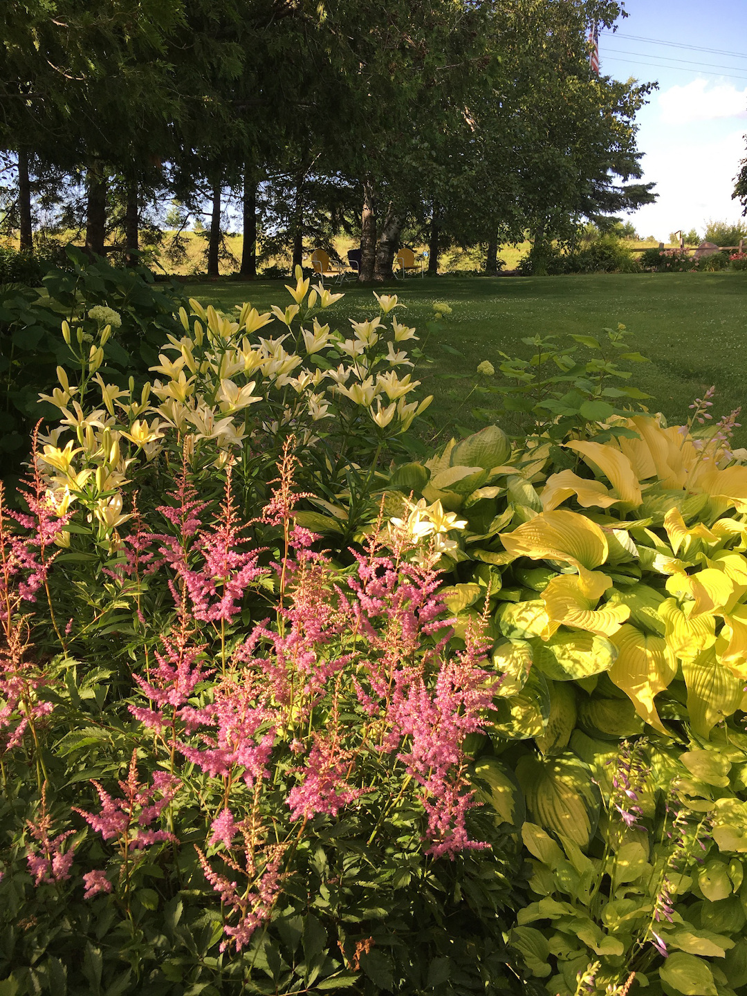 Astilbe with Hosta "Solar Flare", and asiatic lily ‘Tyrol’ 