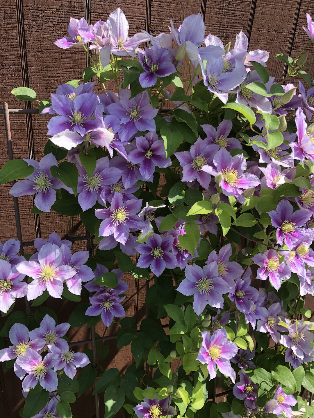 Clematis ‘Piilu’ aka ‘Little Duckling'