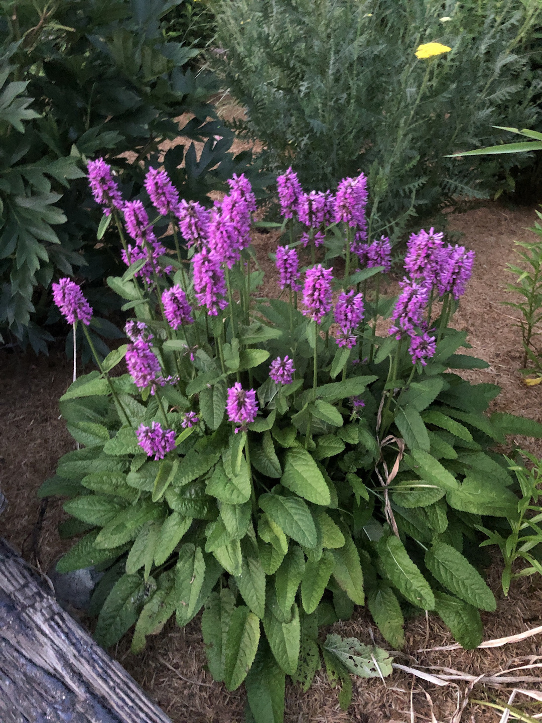 Stachys officinalis ‘Humelo’