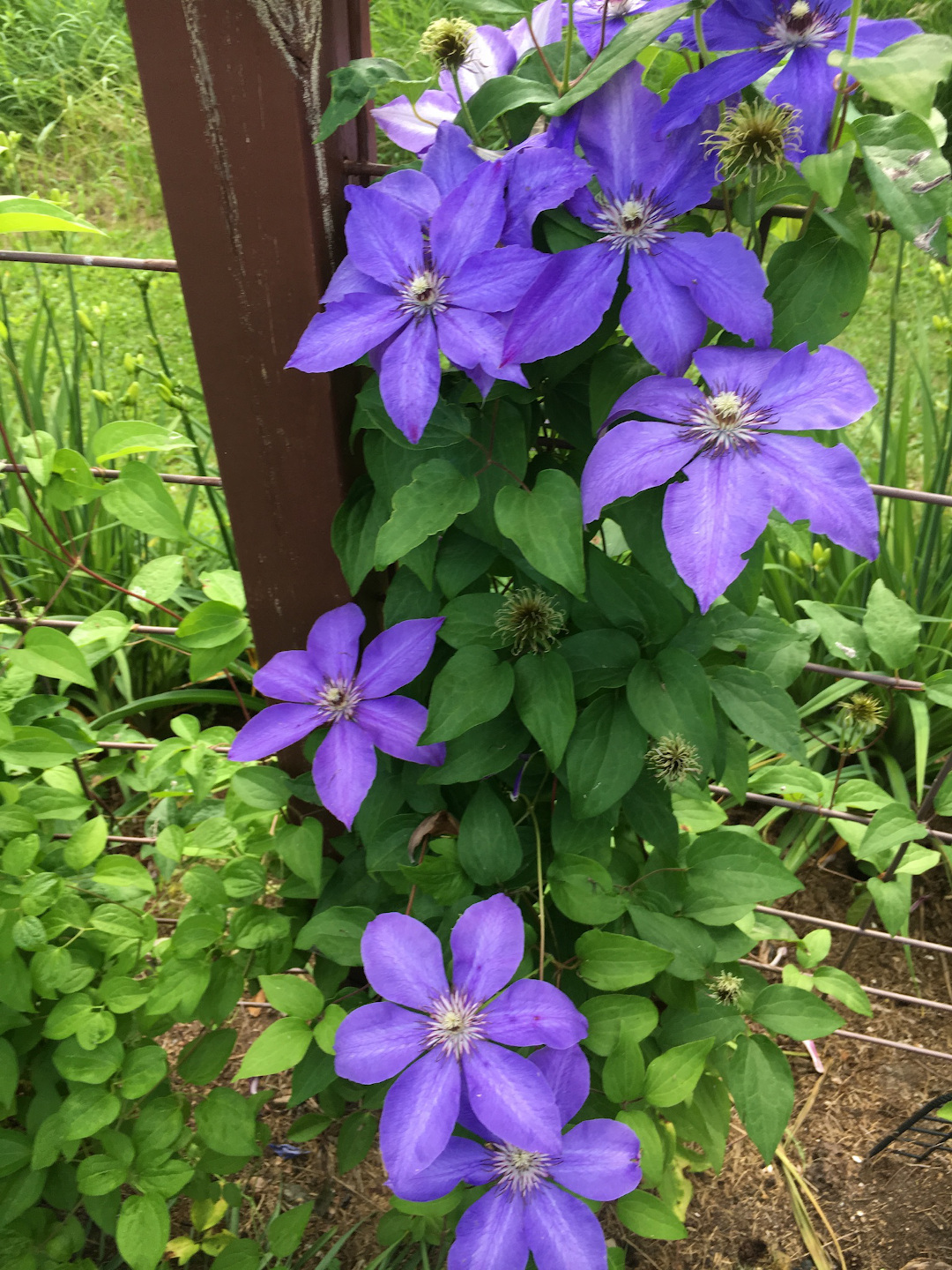 Clematis ‘The President’