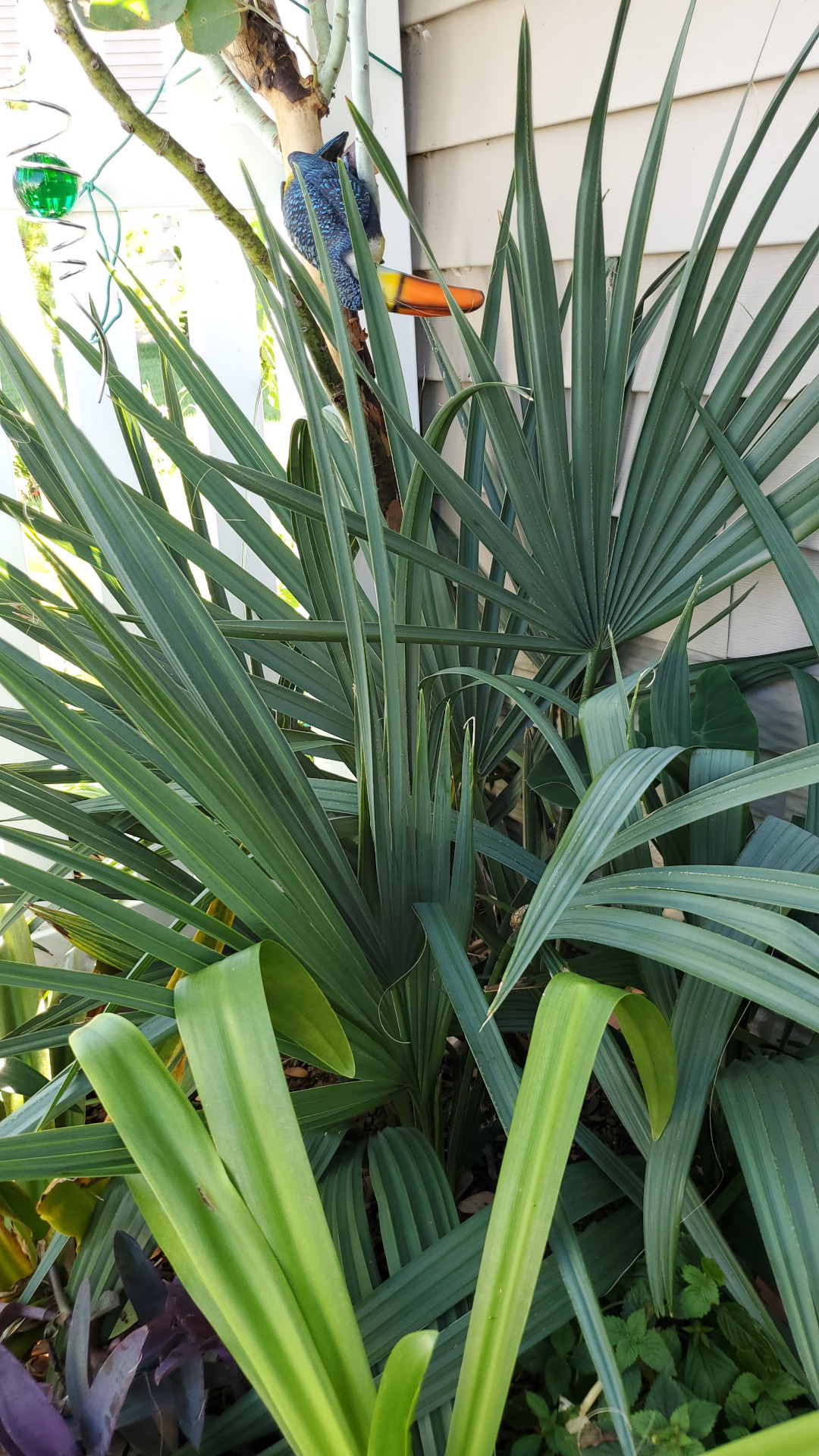 dwarf palmetto