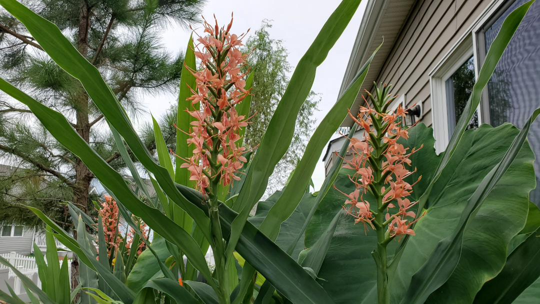 ginger lilies