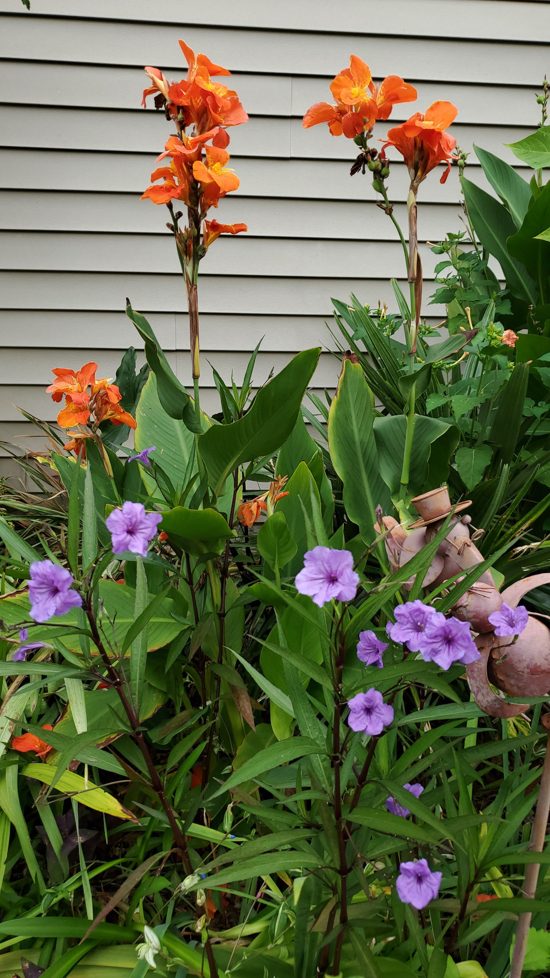 Mexican petunia and orange cannas