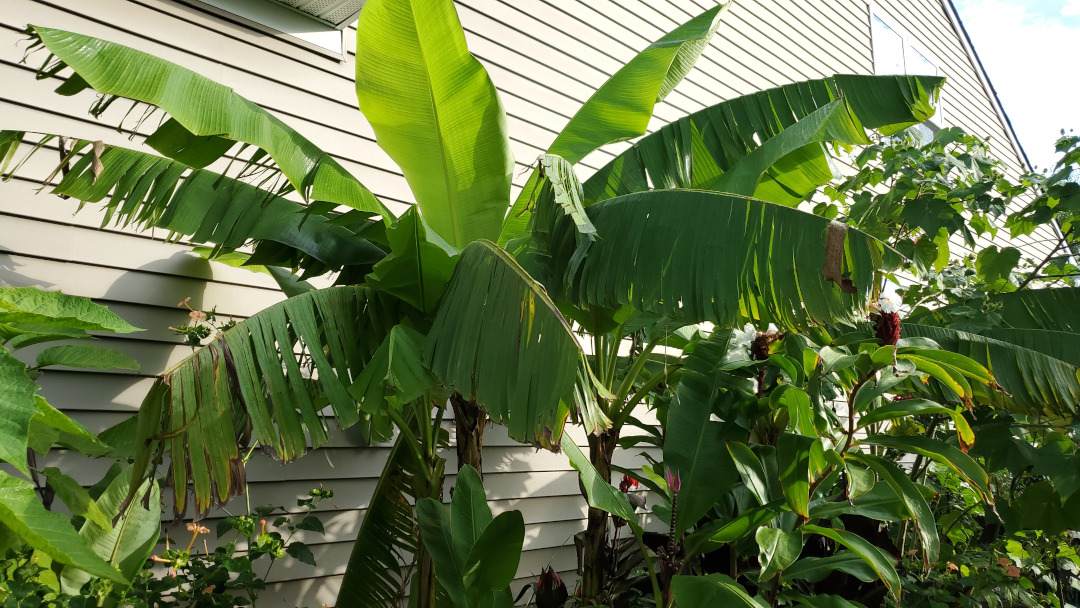 Japanese fiber banana