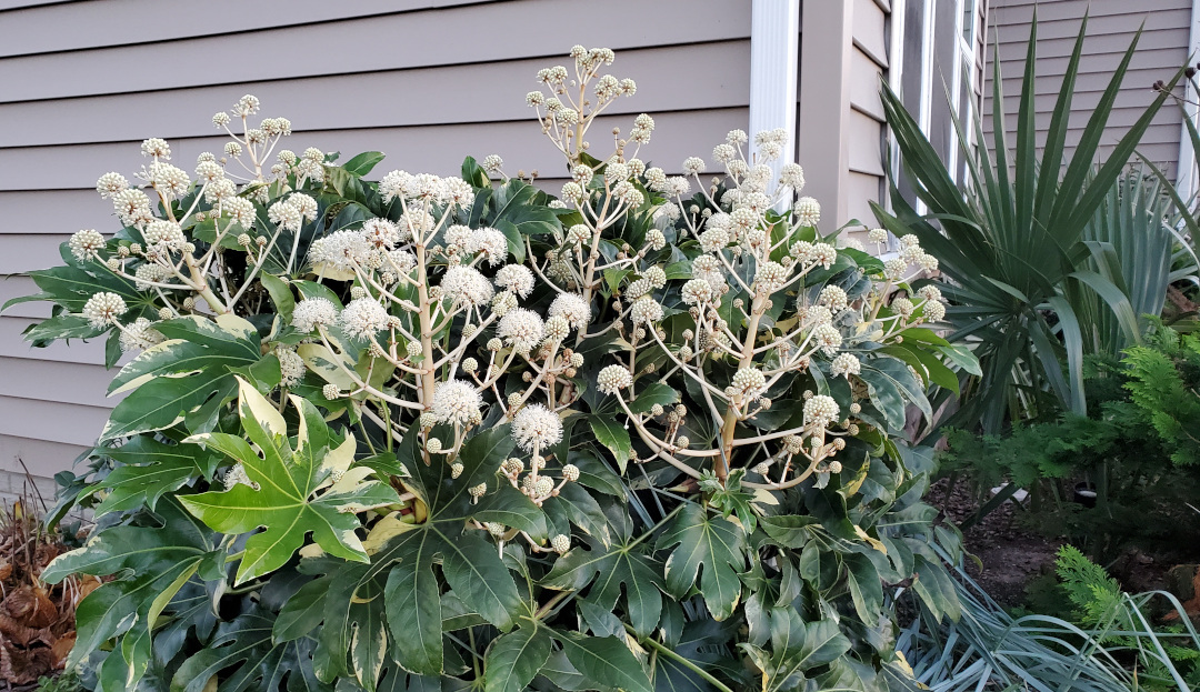 Fatsia japonica ‘Variegata’ (Zone 7 – 1)