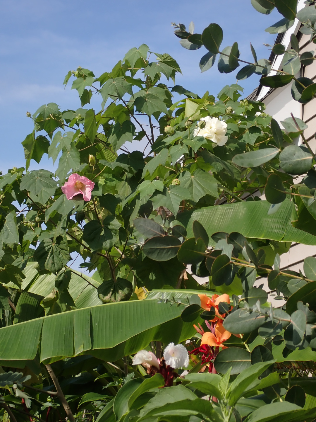 tropical-looking jungle of plants