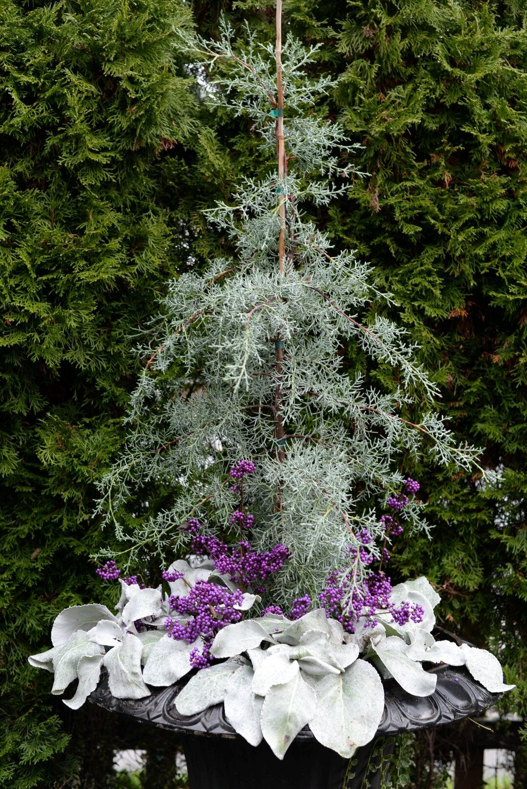 Senecio candicans 'Angel Wings' (Zone 8 – 10 or as annual), Cupressus arizonica var. glabra 'Blue Ice' (Zone 6 - 9) and Callicarpa bodinieri 'Profusion' (Zone 6 - 8)