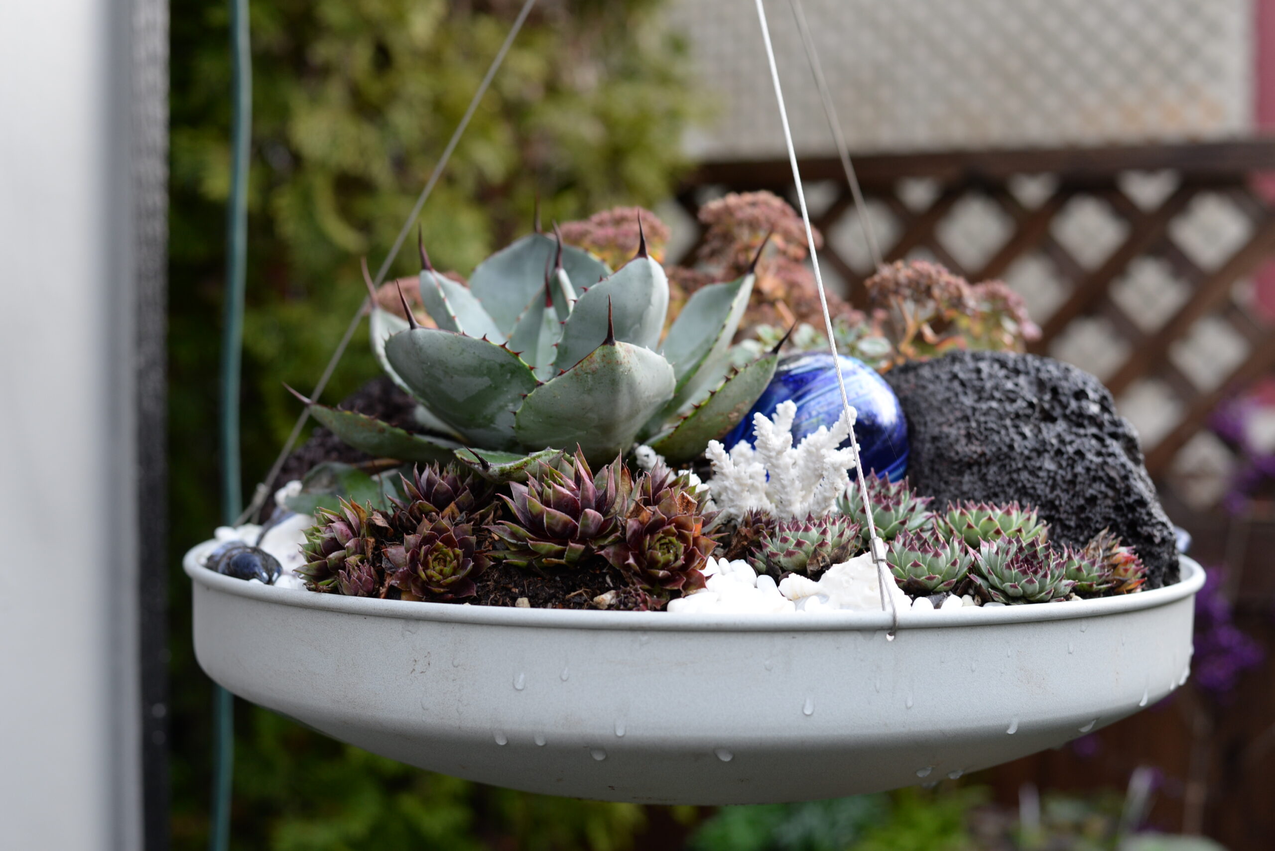 Agave parryi hanging basket