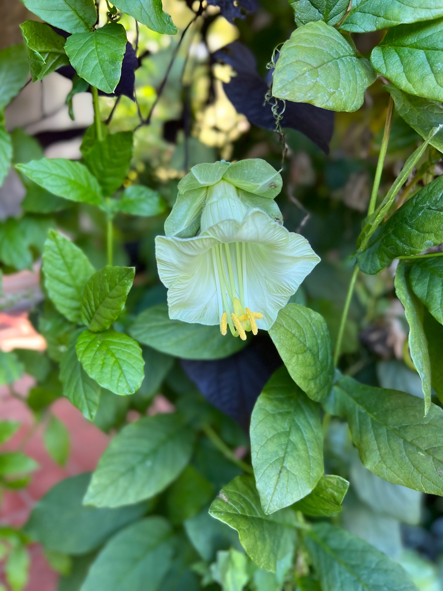 Cup and saucer vine