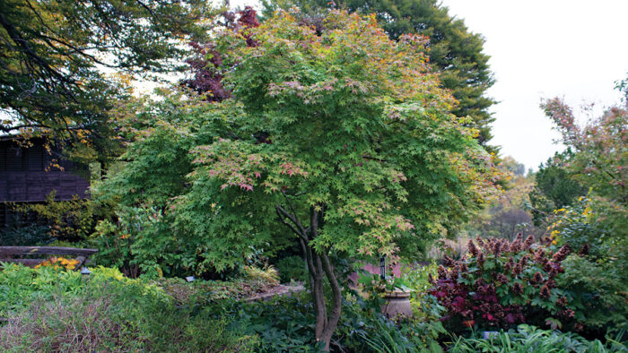 Japanese maple