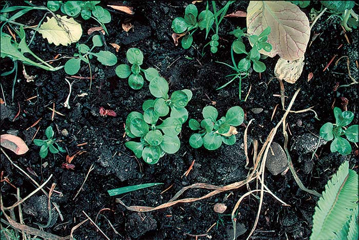 young green mache plants