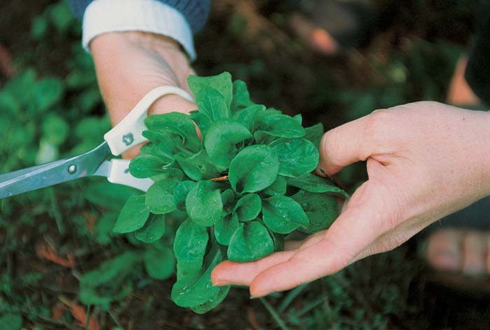 harvesting green mache