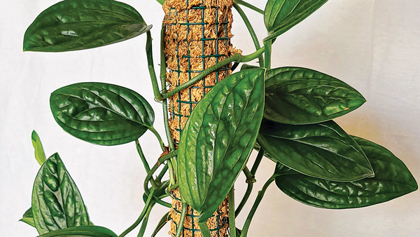 philodendron birkin rojo congo Philodendron Birkin – WILDEHAUS main image 1