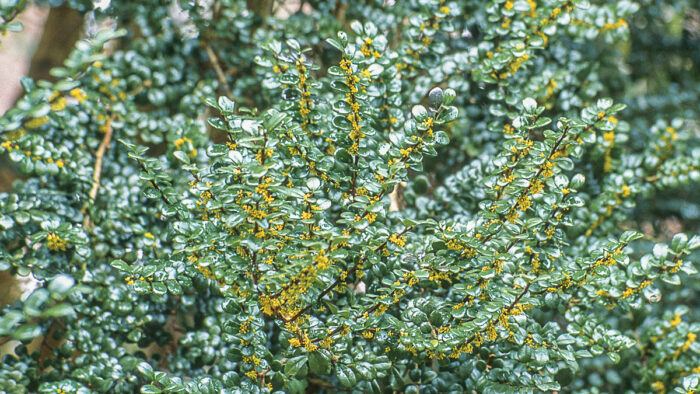 Plants that Peak in Winter in the Northwest