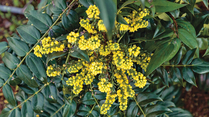 ‘Marvel' Mahonia