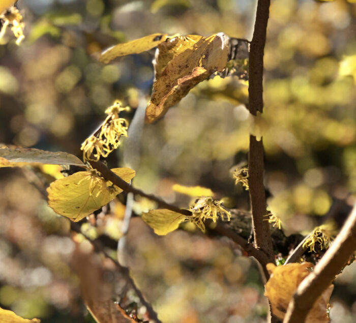 witch hazel