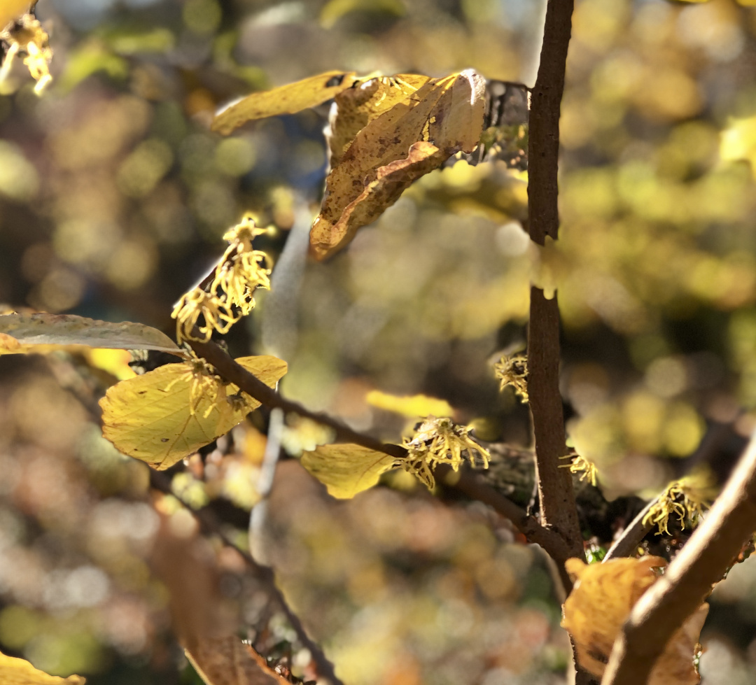 Native witch hazels