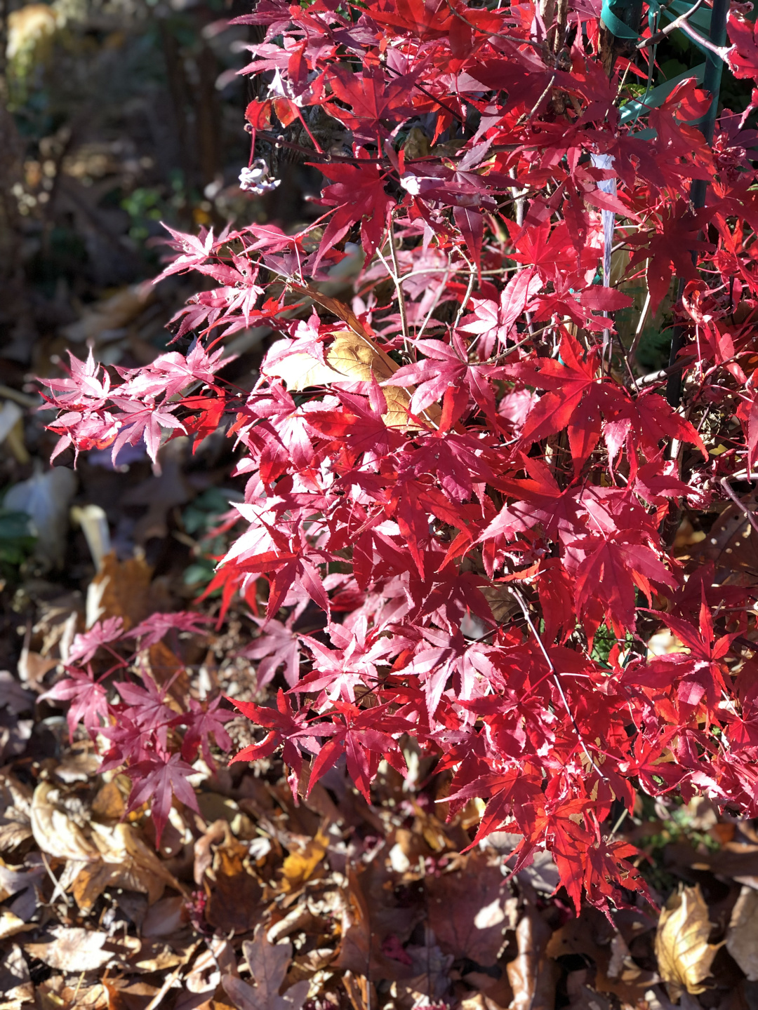 Japanese maple