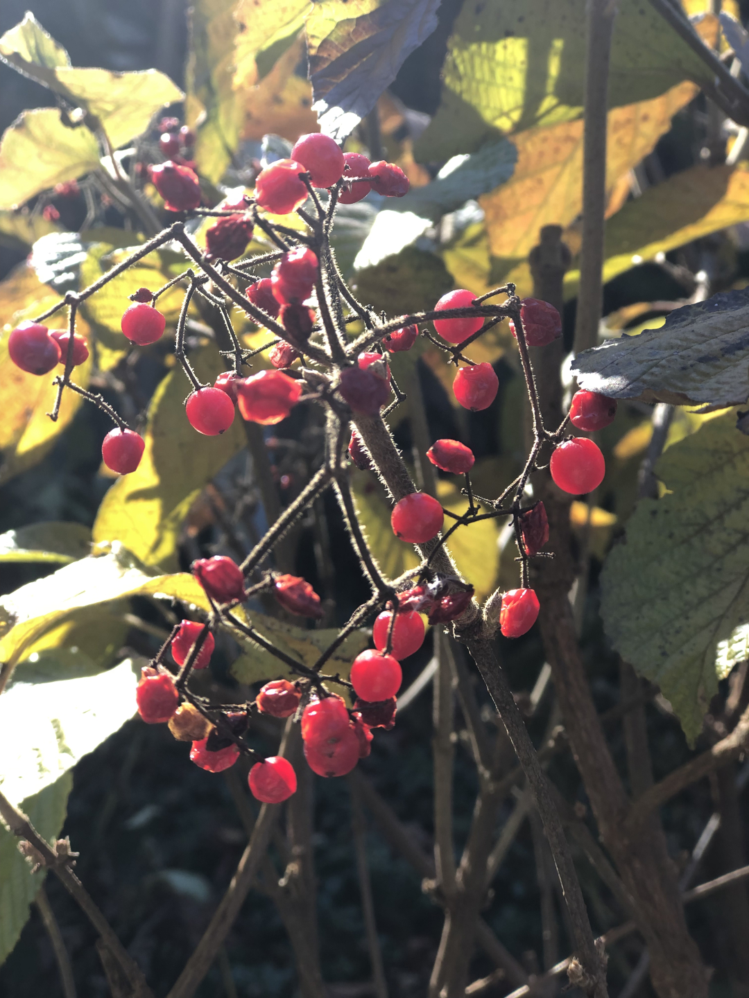 berries glowing in the late fall sun-bleached