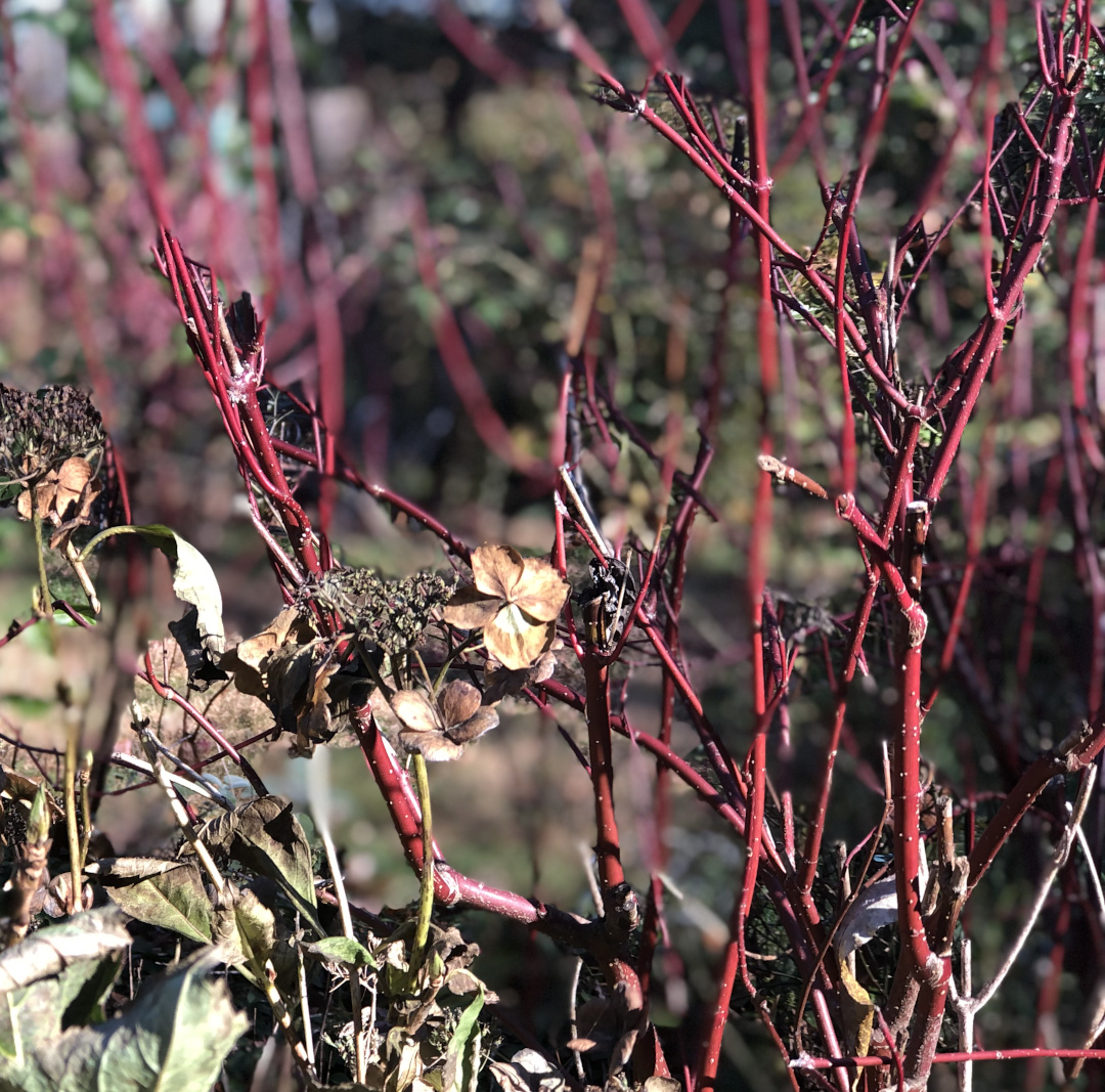 red-twig dogwood