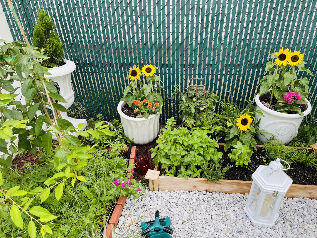 Miniature sunflowers