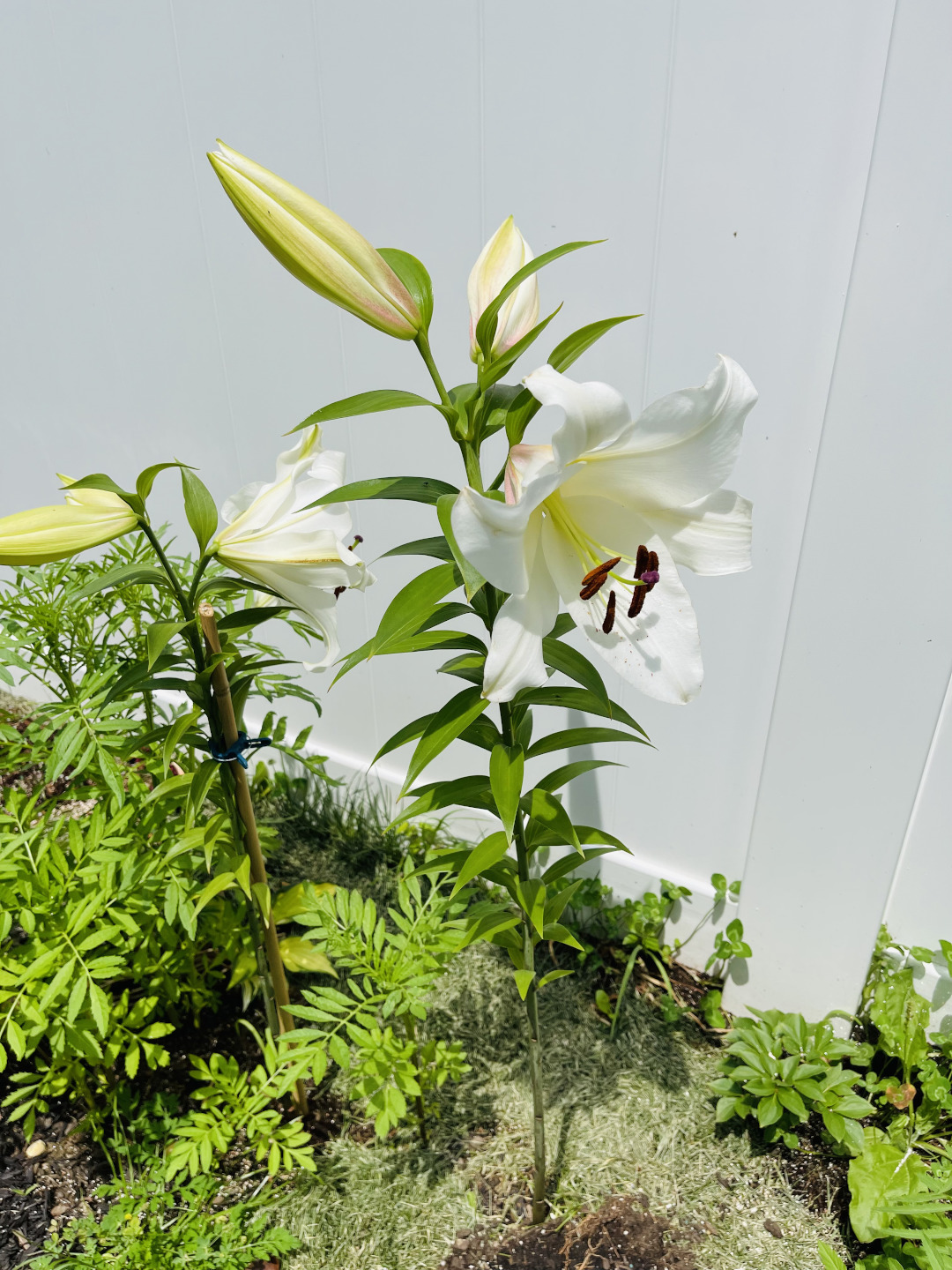 oriental lily