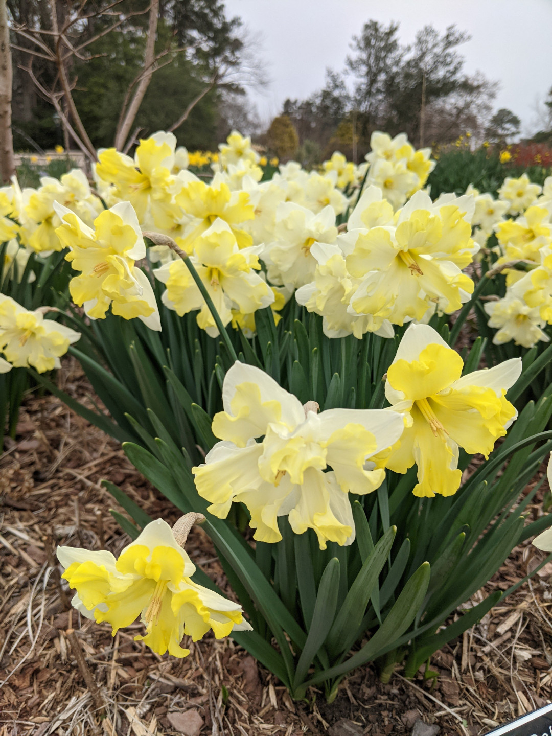 daffodil called ‘Cassata’