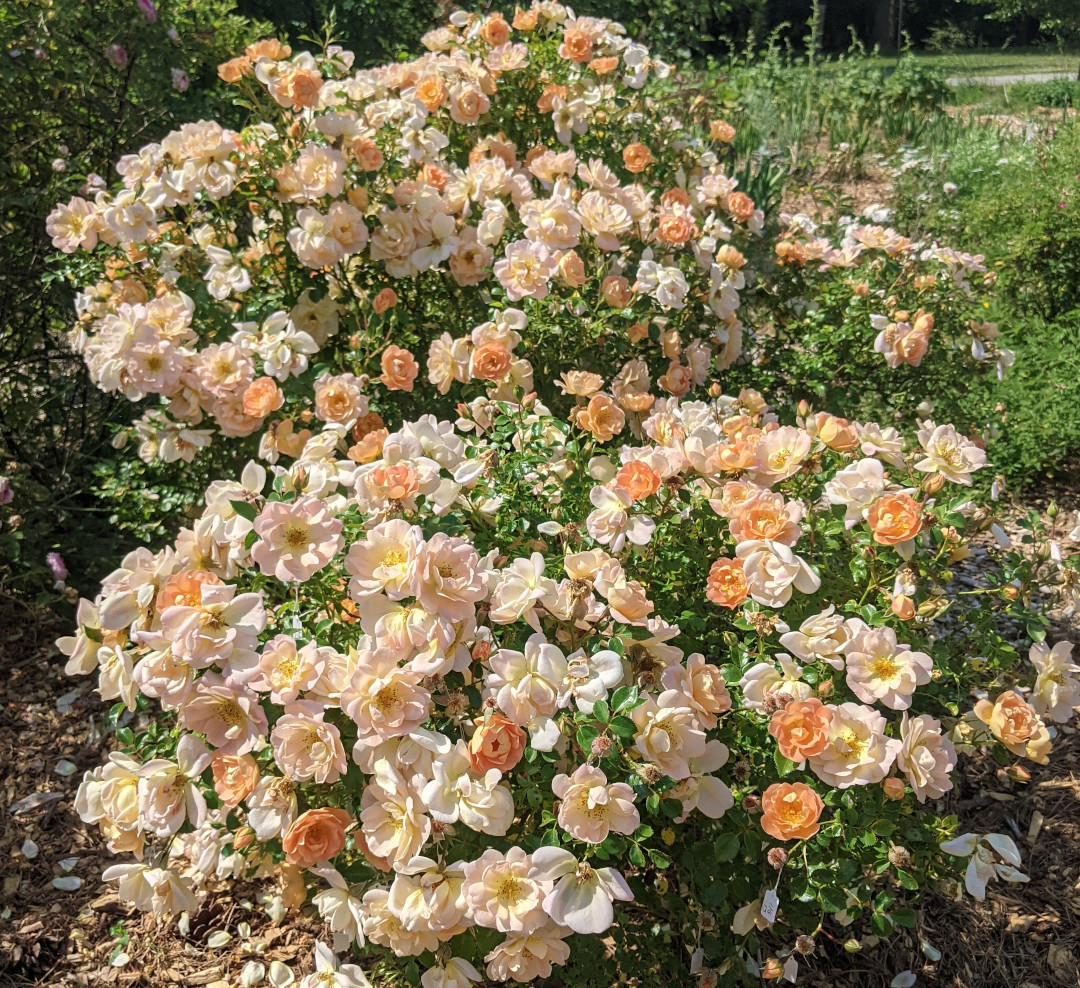 rose bush