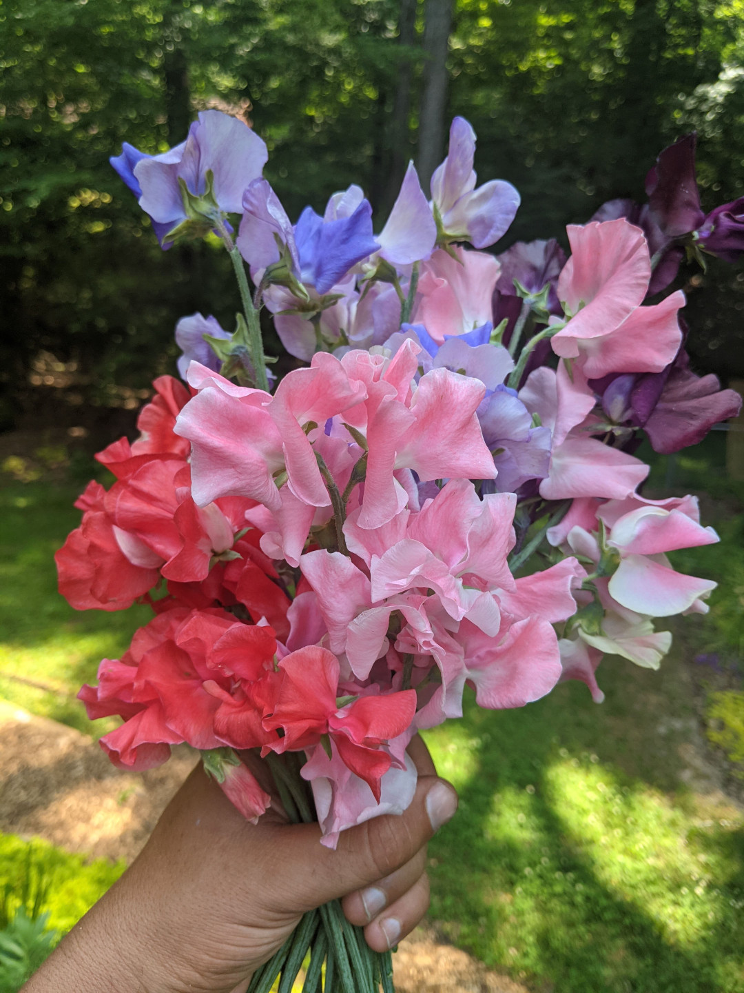 sweet peas Lathyrus