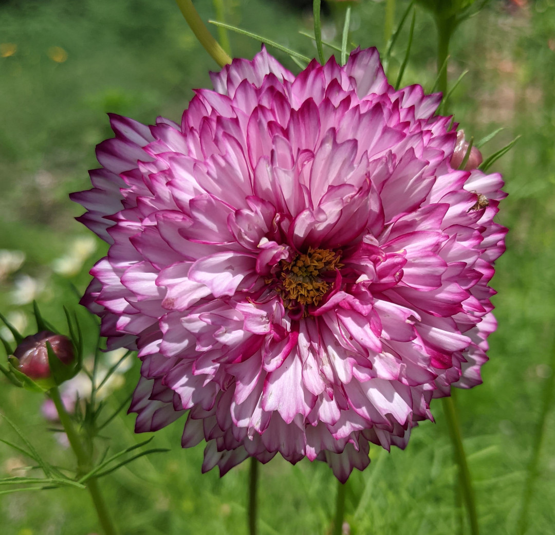 Cosmos bipinnatus