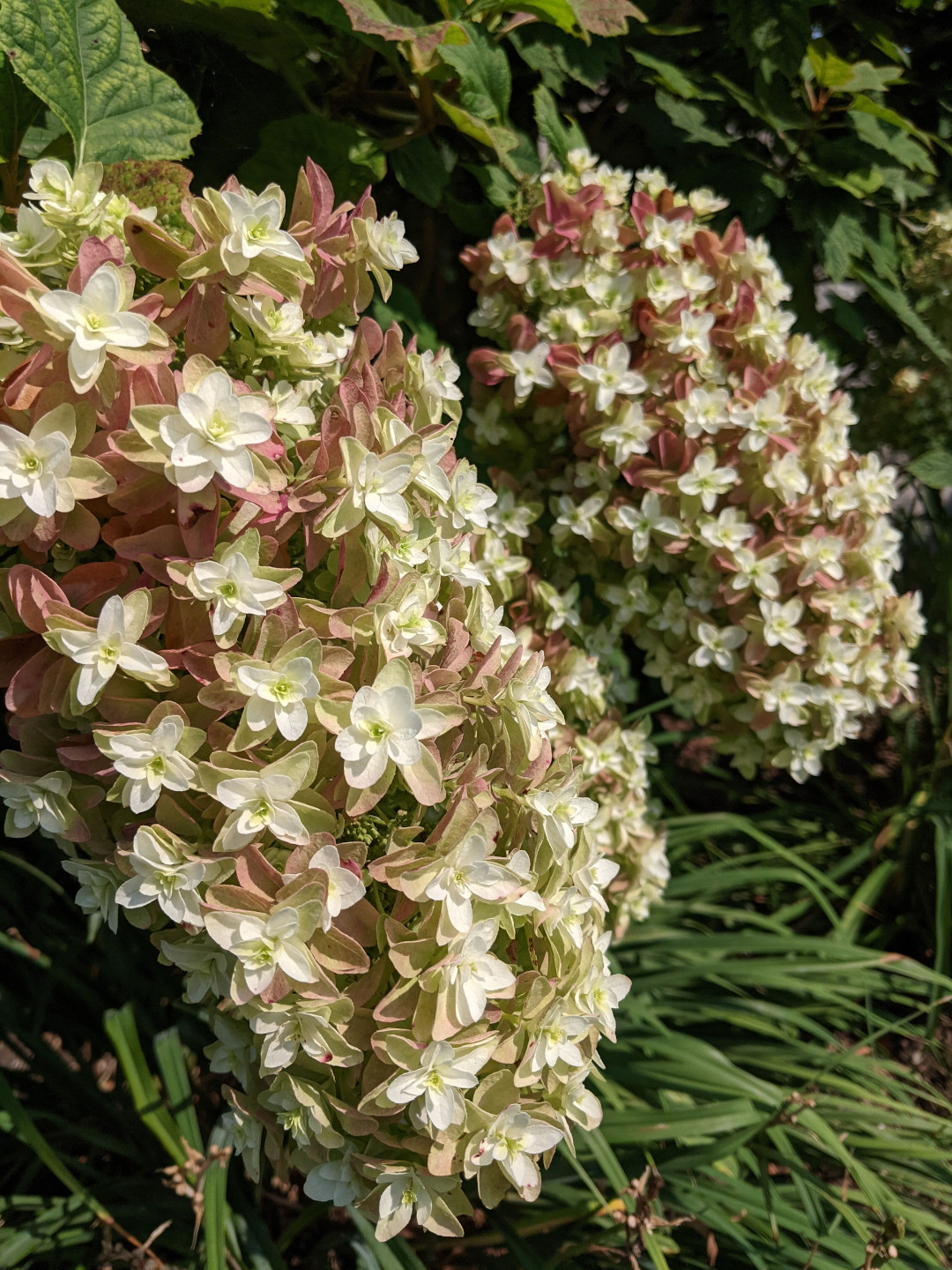 Oakleaf hydrangeas