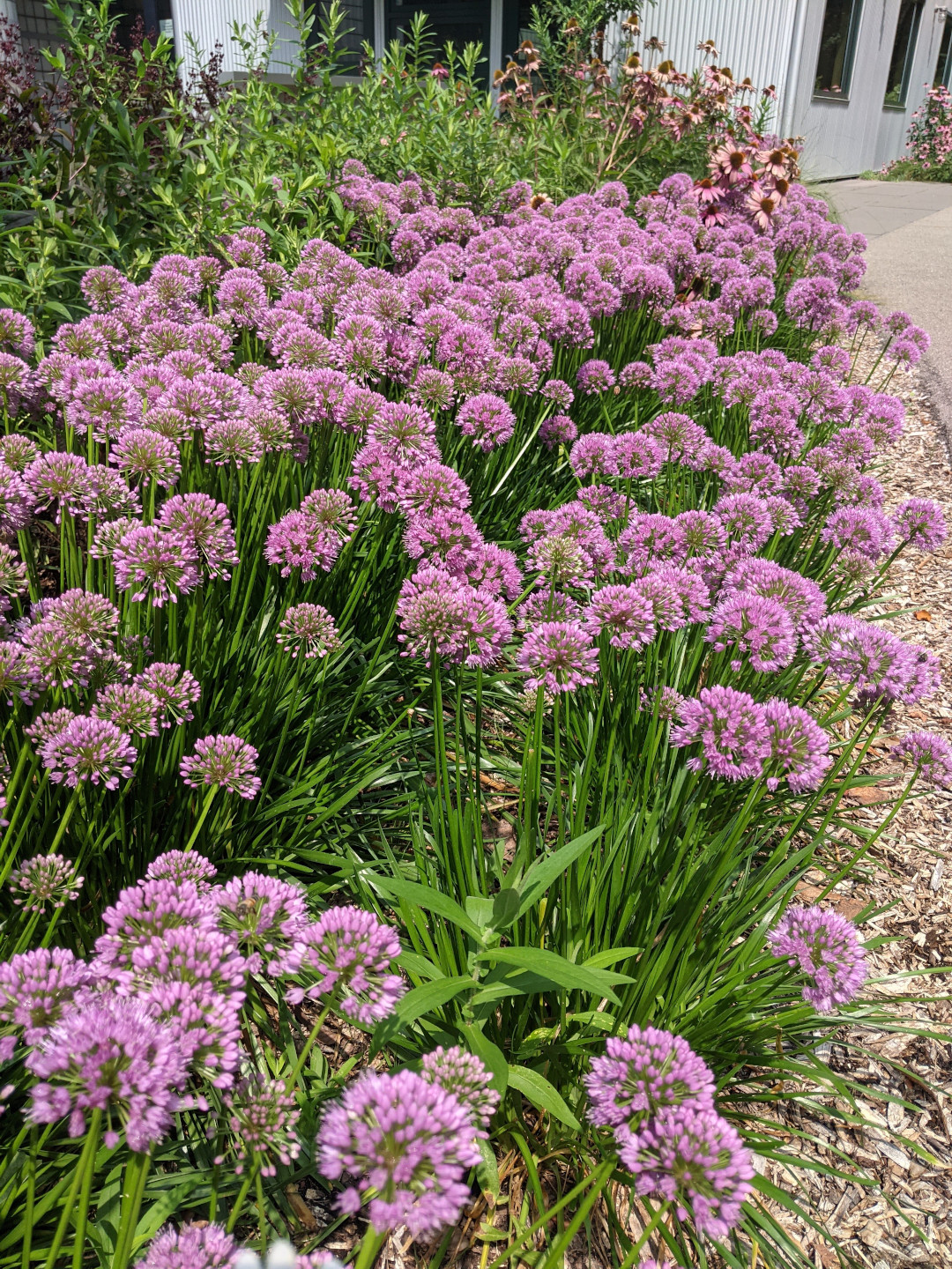 ornamental onion