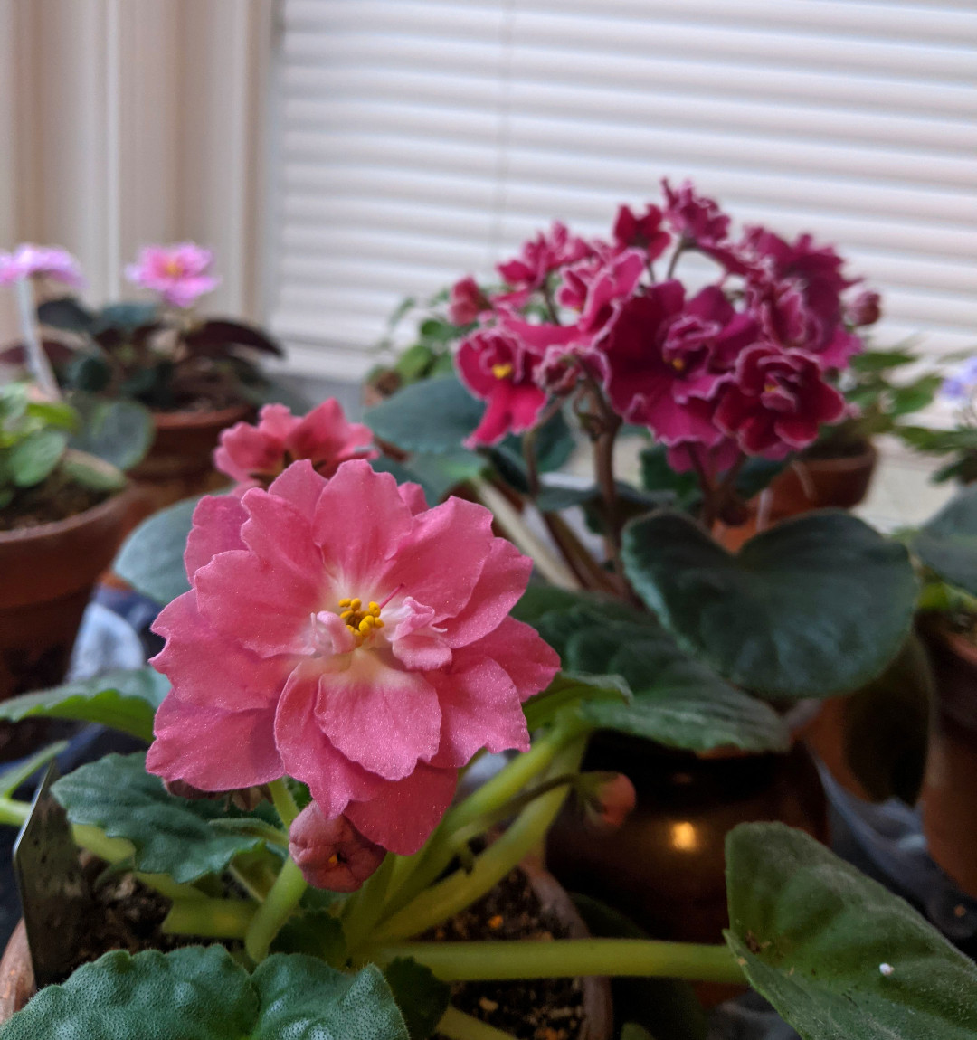 African violets