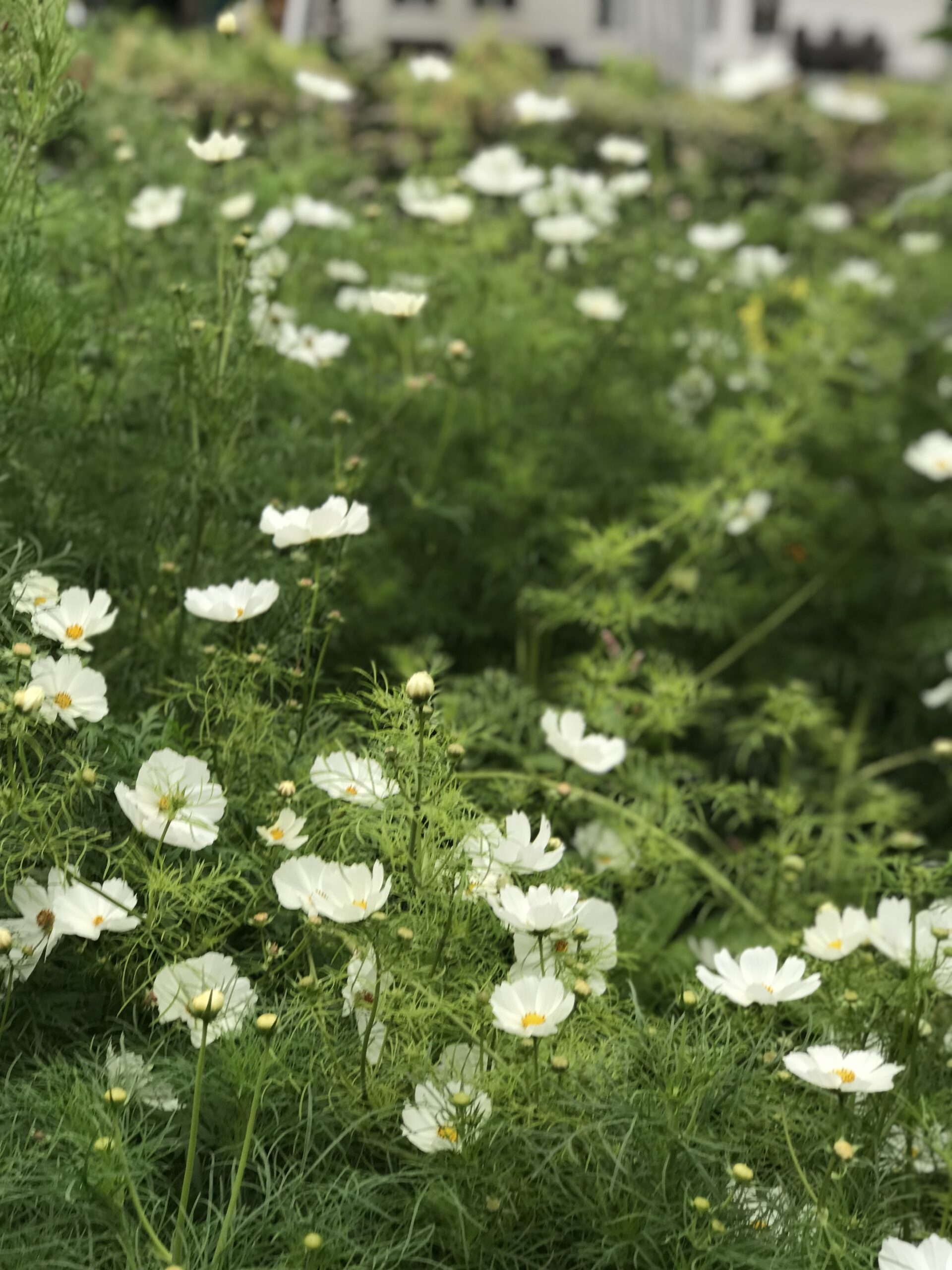 White cosmos blooming at the farm