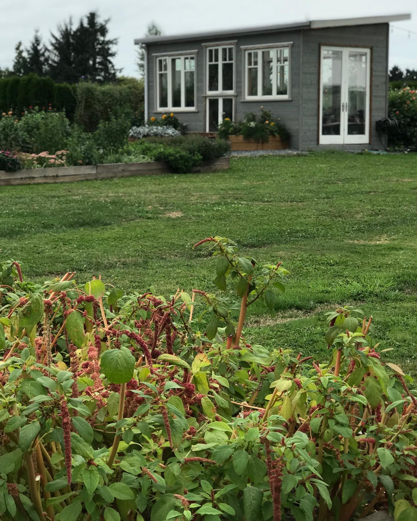 Amaranth in the foreground, with more beds and a garden building beyond