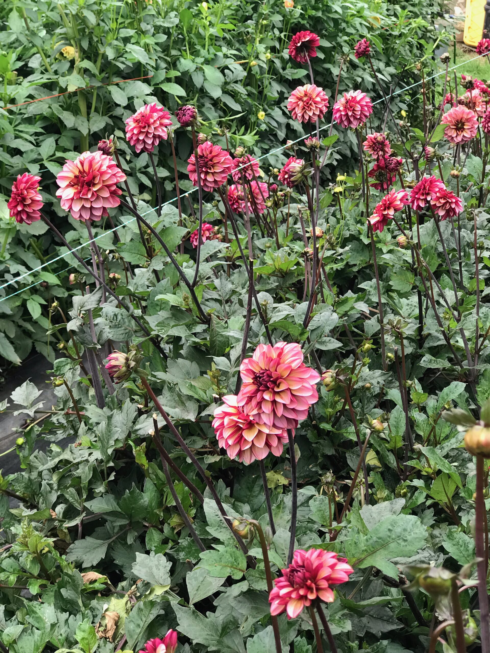 Dahlias ready for cutting