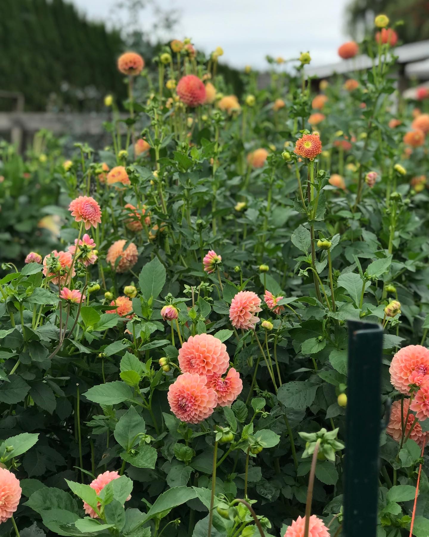 peach-colored dahlia