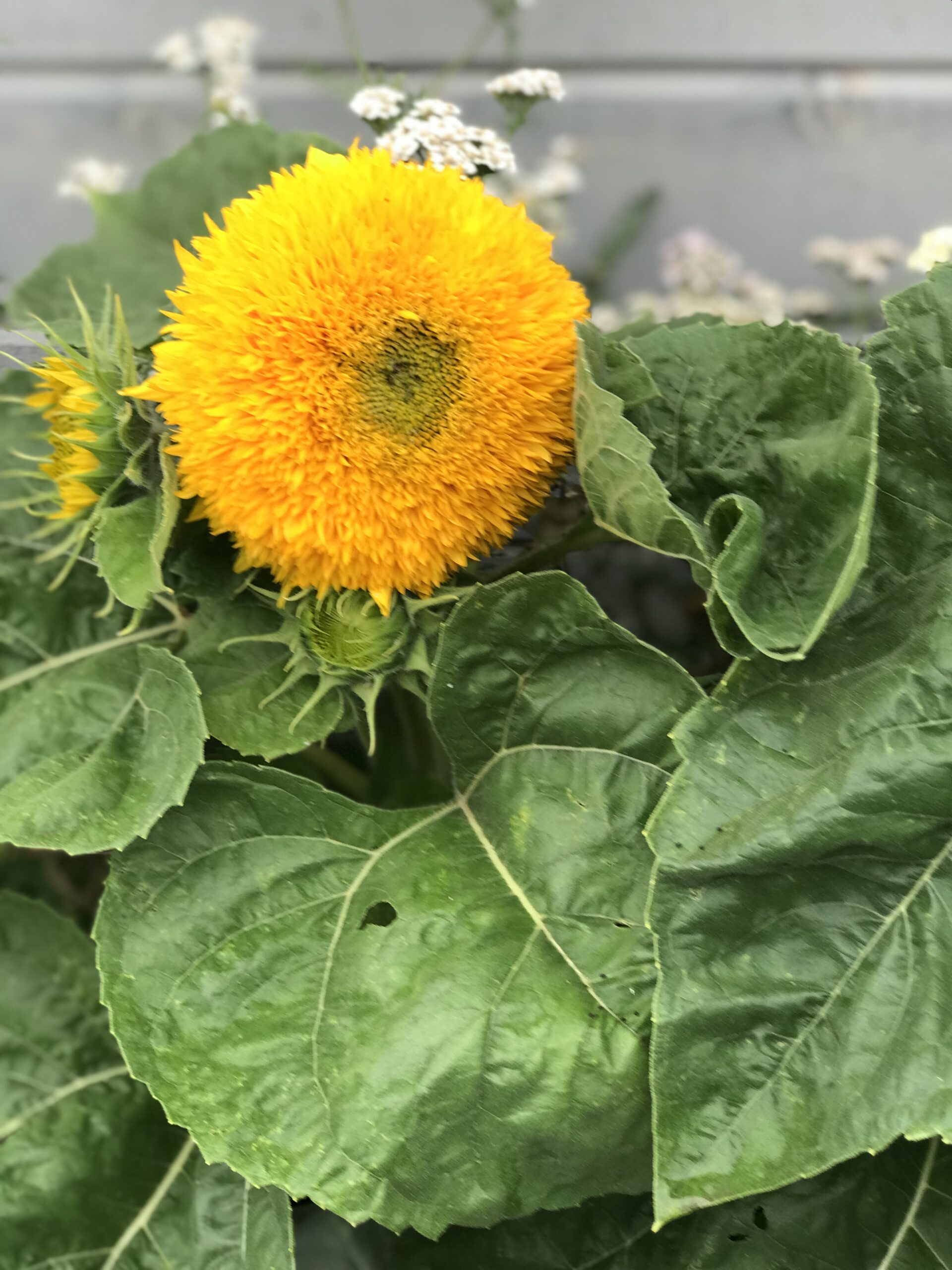 An unusual sunflower with very full, double flowers