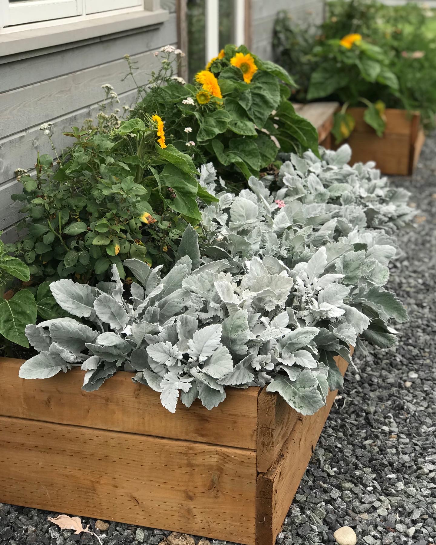 Silvery dusty miller in raised beds