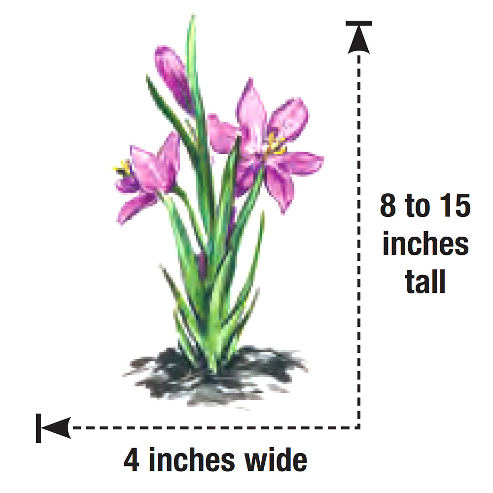 Grass Widow Is a Charming Late-Winter Native Plant - Fine Gardening