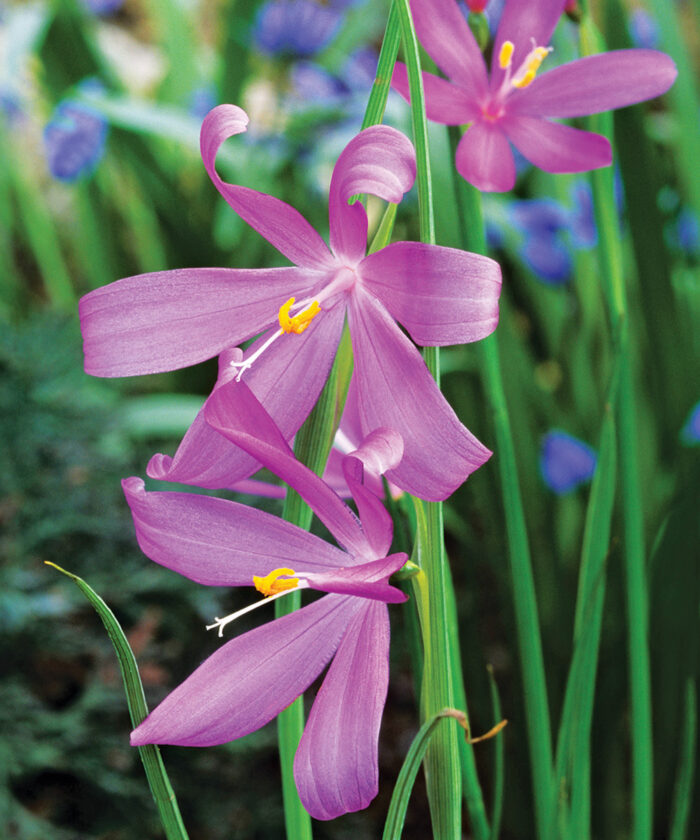 pink grass widow flowers