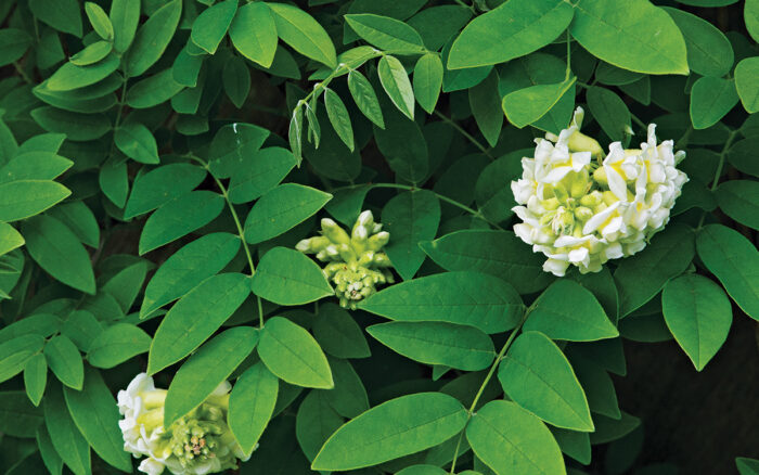 white wisteria plant