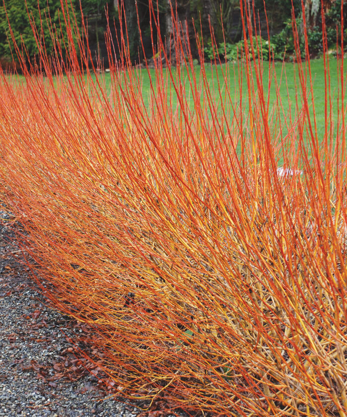 Plants That Peak in Winter in the Southeast Fine Gardening