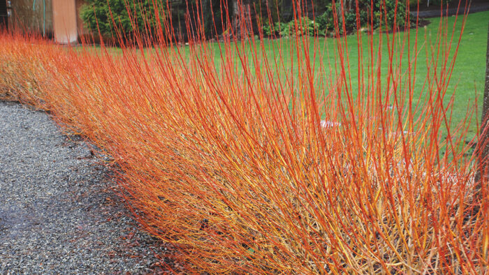 Flame Willow